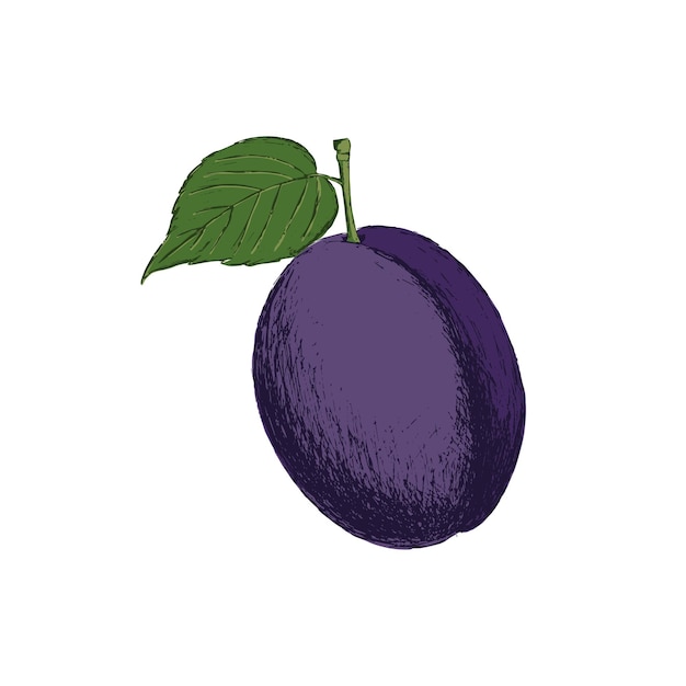 Retro style hand drawn plum