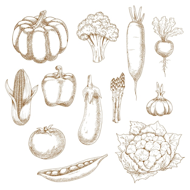 Vector retro stylized sketches of ripe vegetables