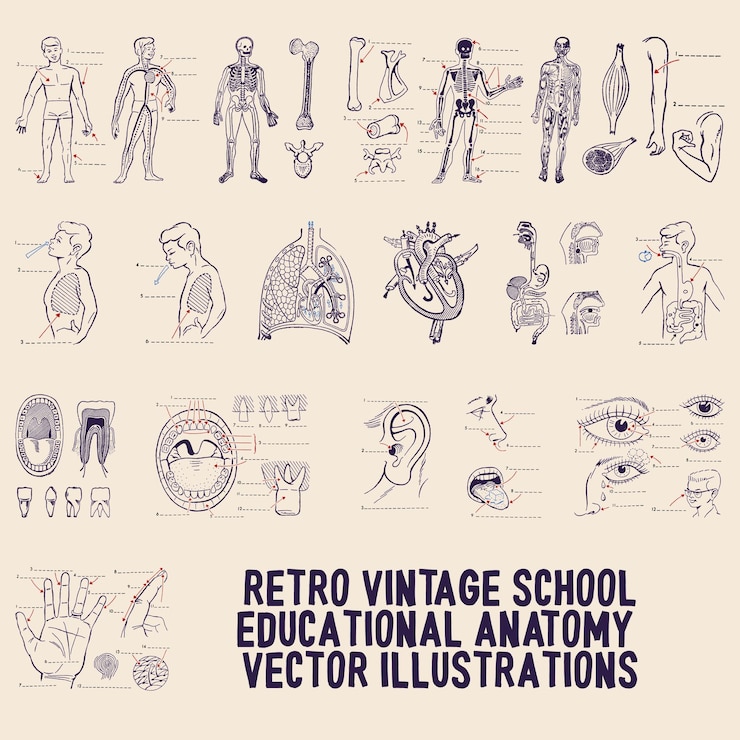 Vector レトロなヴィンテージのクールな学校教育解剖学ベクトル イラスト