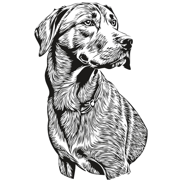 Rhodesian Ridgeback dog realistic pencil drawing in vector line art illustration of dog face black and white