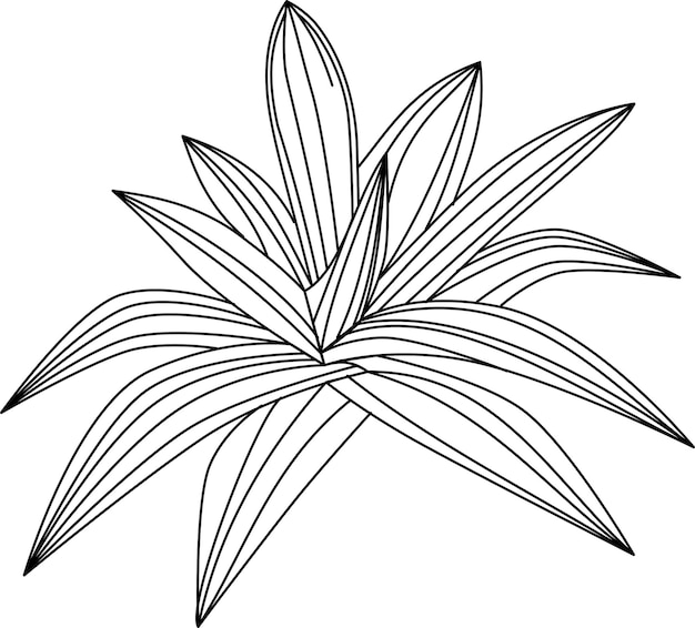 Vector rhoeo leaf vector icon black and white