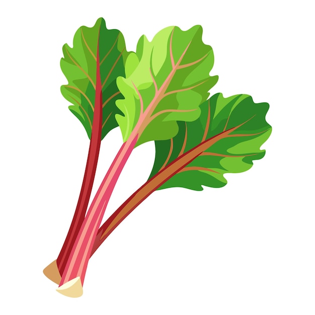 Rhubarb groente voor het koken van maaltijden een helder element geïsoleerd op wit voor ontwerp