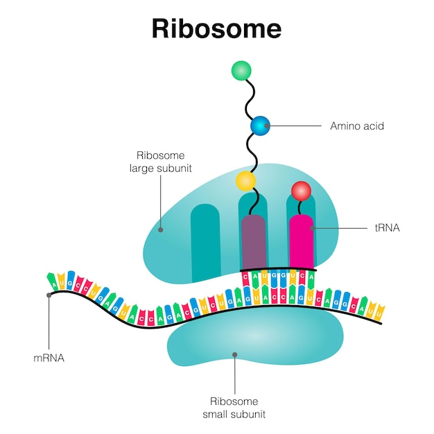 Vector ribosoom vertaalt mrna naar aminozuurresten