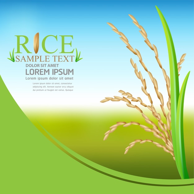 Rice advertising design template