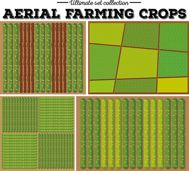 Vector rice crops