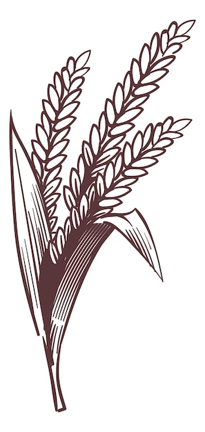 Rice ear engraving Farm grain crop sketch