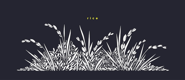 Vector rice field basmati white wild grain vector paddy