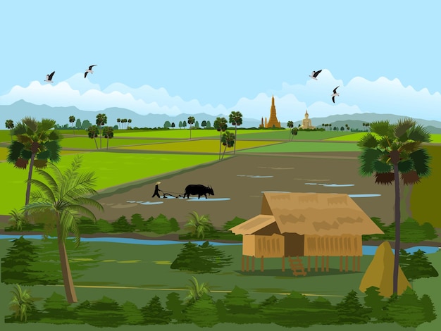 Vector rice fields in thailand farmers houses in green fields farmers plowing fields with sugar palm trees