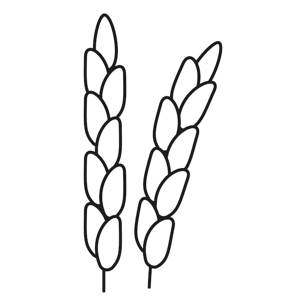 Rice grain ear line art icon. Linear sketch outline plant for agriculture cereal products bakery