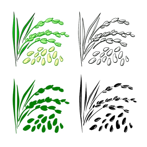 Rice grain Vector set of plant spike leaf husk Natural organic food Hand drawn illustration