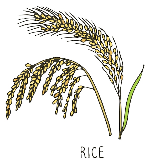 白い背景に分離された稲の落書き自然農作物の図面