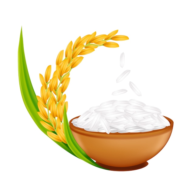 Rice realistic illustration