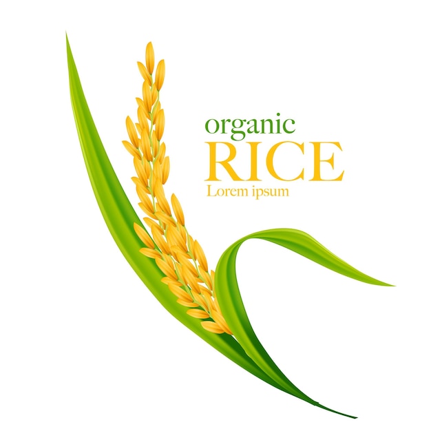 Vector rice realistic illustration