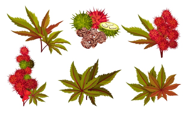 녹색 나무 잎 과 은 과일 터 세트 를 가진 리시누스 나 캐스터 오일 식물