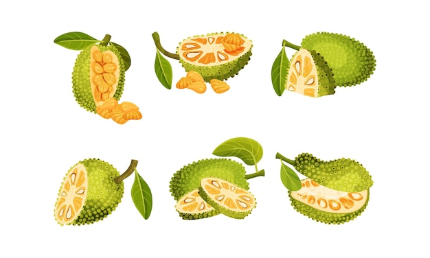 Vector ripe bright green jackfruit with seed coat and fibrous core whole and with cut section vector set