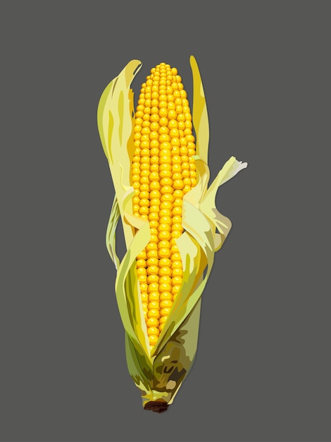 Vector ripe bunch of yellow corn with leaves