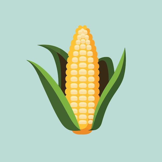 Vector ripe corn on the cob vegetable food