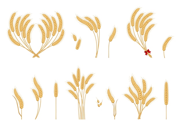 Ripe ears wheat set