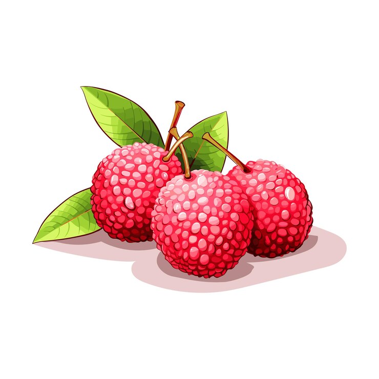 Vector ripe fresh lychee fruit vector realistic fruit vector illustration
