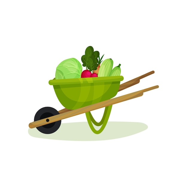Ripe and fresh vegetables in green garden cart Metal wheelbarrow with wooden handles and one wheel Natural food Flat vector design