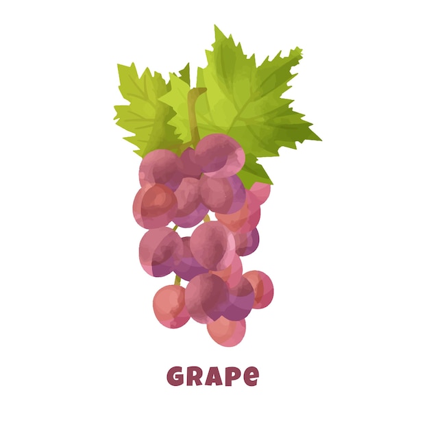 Vector ripe grape