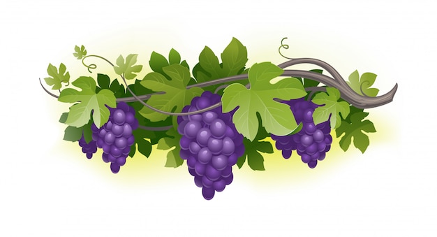 Vector ripe grapes on the vine.  illustration.