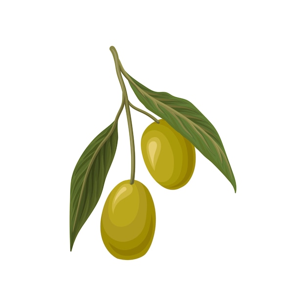 Спелые зеленые оливки с листьями векторные иллюстрации на белом фоне