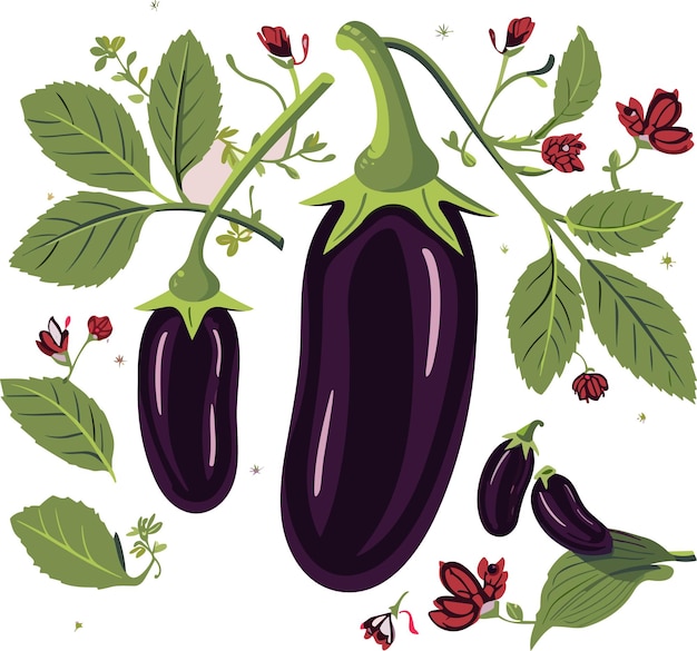 Ripe juicy eggplants vector illustration