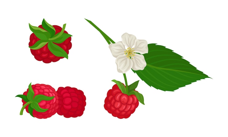 Vector ripe and juicy red raspberry as edible fruit with sweet flavor vector set
