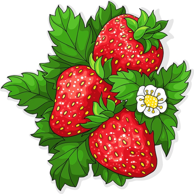 Vector ripe juicy strawberries