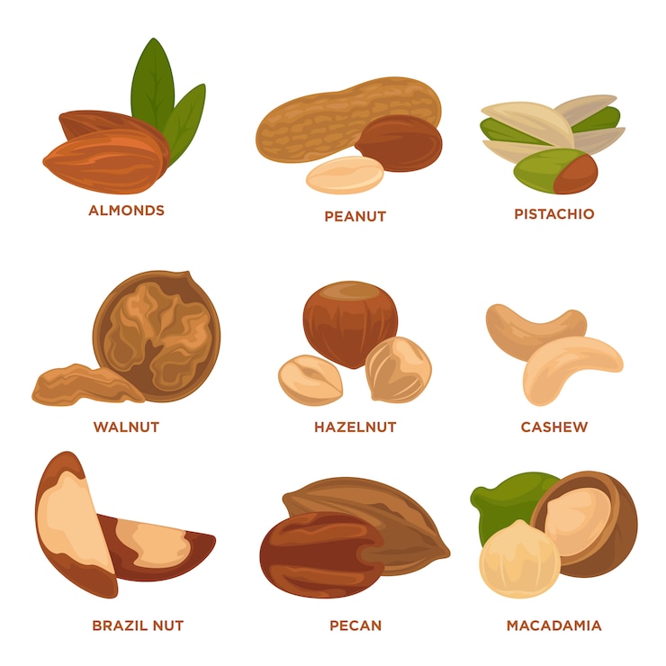 Vector ripe nuts and seeds vector illustration.
