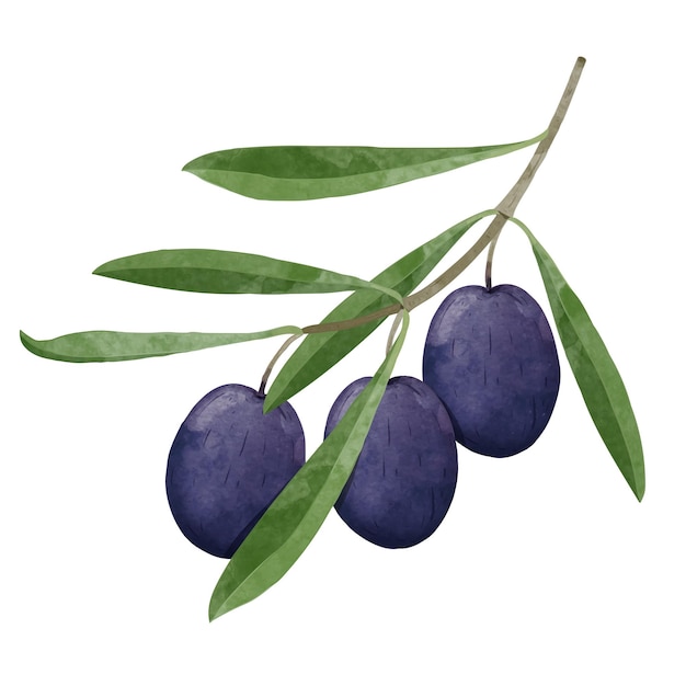 Ripe olive branch Design elements. watercolour style vector illustration.