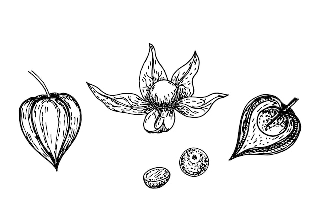 Зрелые ягоды Physalis Плоды Physalis Сладкий угорь урожай ручной еды Еда из натуральных ягод