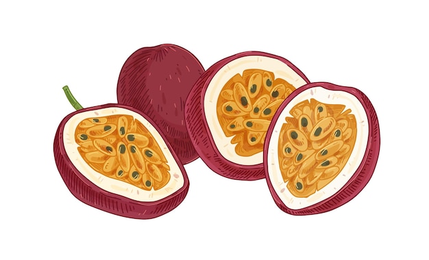 Ripe pulpy passion fruits isolated on white. juicy sweet flesh with seeds of ripened passionfruit halves. exotic maracuja composition in retro style. realistic hand-drawn vector illustration.