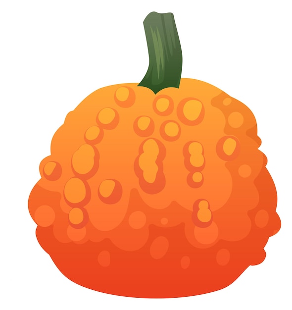 Ripe pumpkin squash Organic fresh gourd vegetable isolated on white background