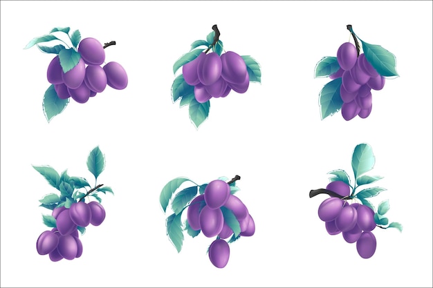 Vector ripe purple plum fruits on a branch