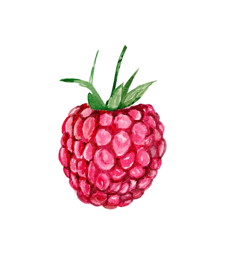 Vector ripe raspberry berry is drawn with watercolor paints
