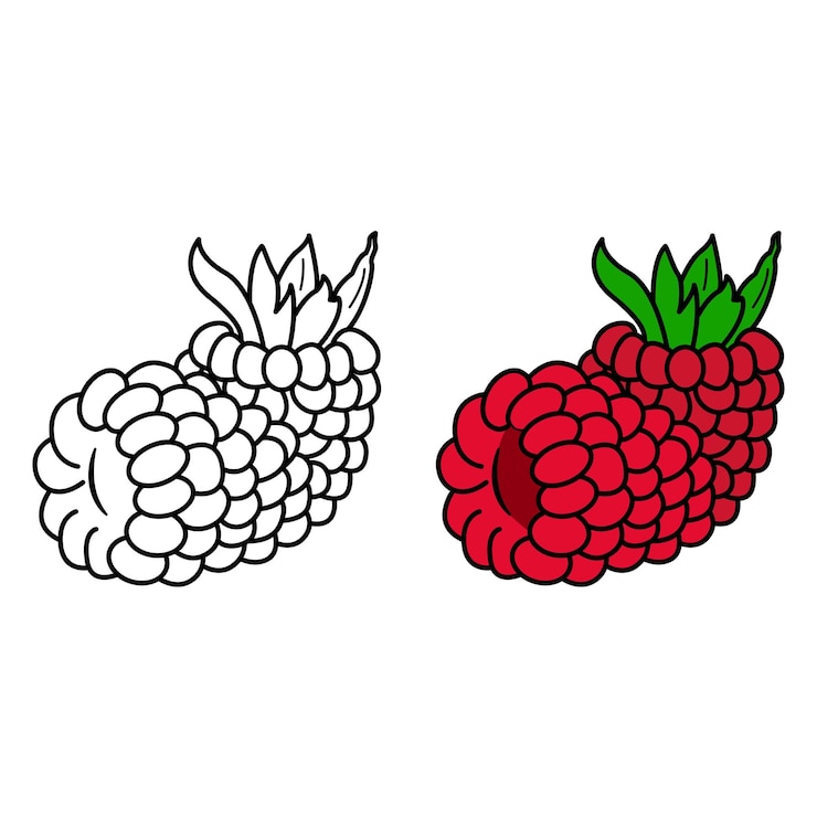 Vector ripe raspberry for coloring page