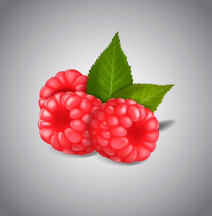 Vector ripe raspberry fruits isolated on white background vector green leaves and berries