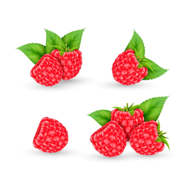 Vector ripe raspberry set on white background