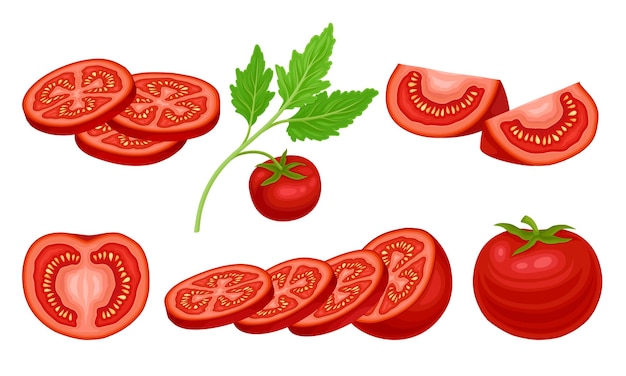 Vector ripe red tomato vegetable whole and sliced showing juicy flesh with small yellow seeds vector set