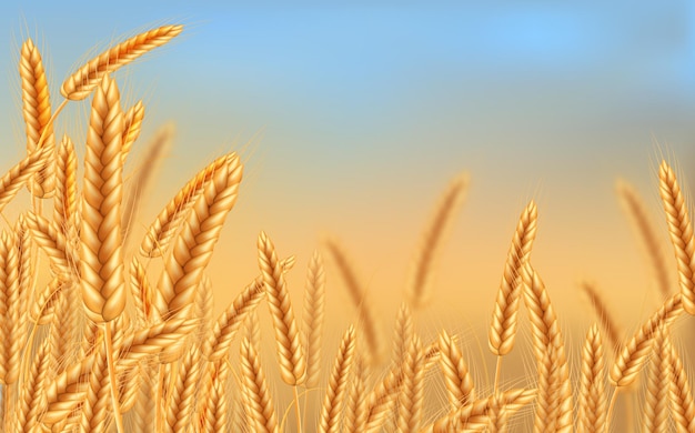 곡물, 귀 및 줄기가 있는 밀의 익은 작은 이삭.
