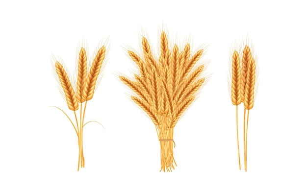 Спелые колоски пшеницы с зернами, колосьями и стеблями.