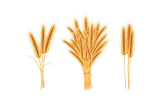 Ripe spikelets of wheat with grains,ears and stalks.