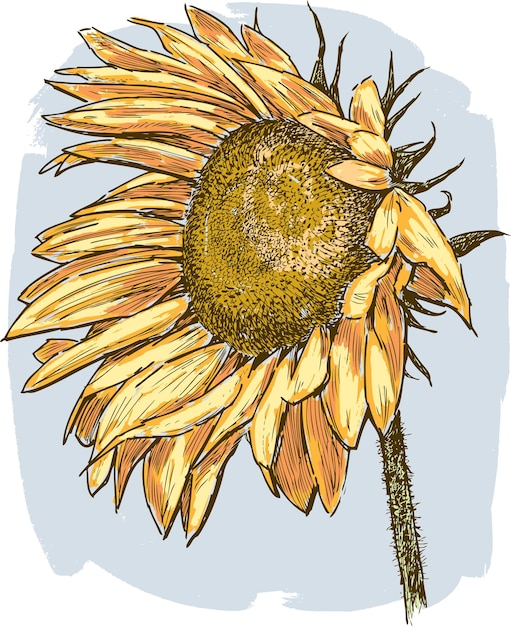 Ripe sunflower