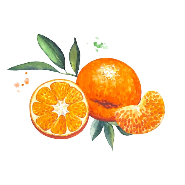 Ripe tangerines and mandarin slices watercolor