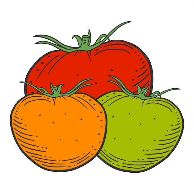 Vector ripe tomato on white