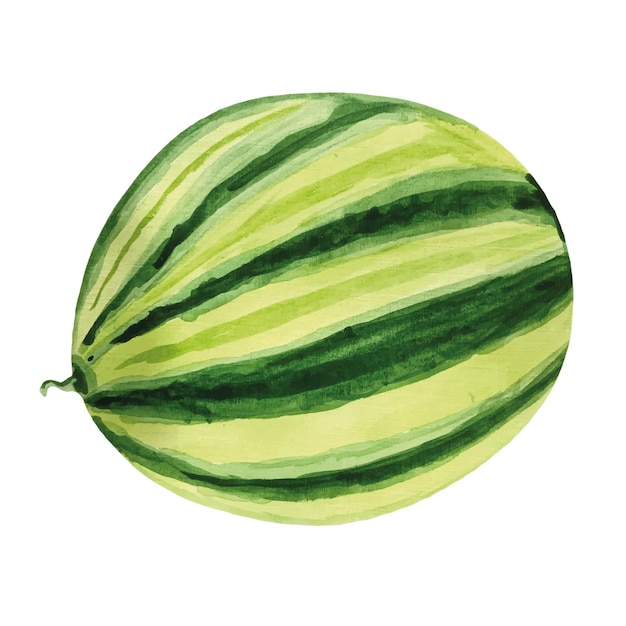 Ripe watercolor watermelons Vector illustration