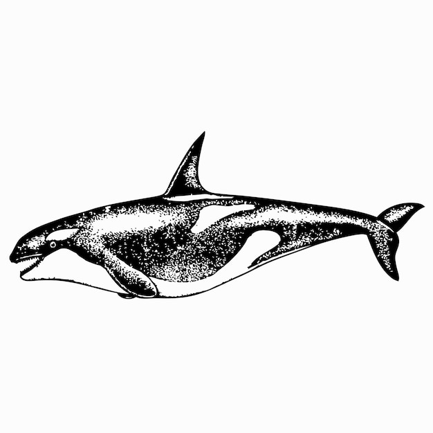 Vector risso dolphin (grampus griseus)