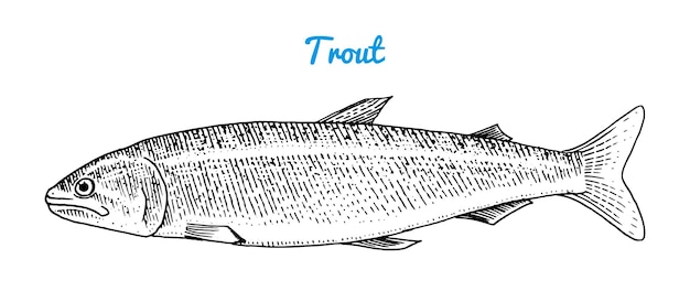 Вектор Речная форель и озерная рыба морские существа пресноводный аквариум морепродукты для меню гравировка, нарисованная вручную в старом винтажном эскизе векторная иллюстрация символы океана